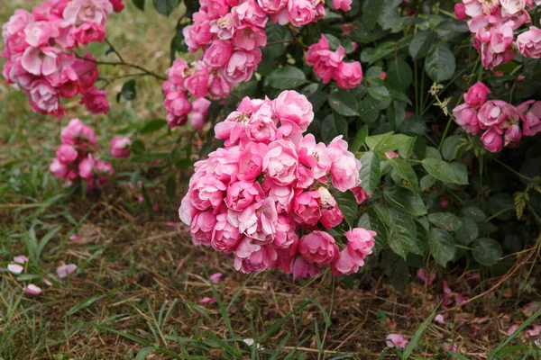 Rózsabokrok Egy Nyári Napon Parkban — Stock Fotó