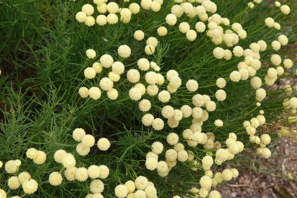 Gula Blommor Dekorativ Kamomill Utanför — Stockfoto