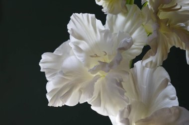 Siyah arkaplanda beyaz gladiolus çiçekleri.