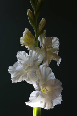 Siyah arkaplanda beyaz gladiolus çiçekleri.