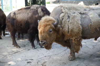 Hayvanat bahçesindeki bir kuş kafesinde tüy dökme bizonu..