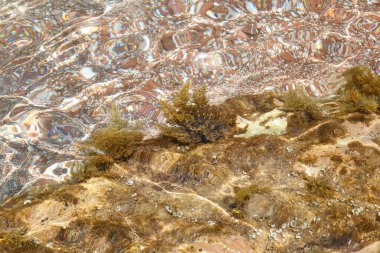 Doğal duvar kâğıdı, temiz suyun altında renkli çakıl taşları ve algler var..