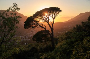 Karadağ 'ın batan güneşinin ışınlarında bir çam ağacının silüeti olan dağ manzarası.