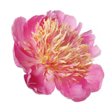 Pembe taç yapraklı parlak şakayık çiçekleri ve beyaz arka planda izole edilmiş turuncu pudingler..