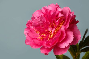 Yumuşak mavi arka planda izole edilmiş parlak pembe şakayık çiçeği..