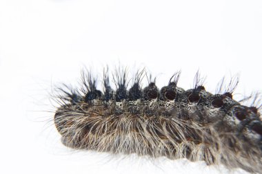 Geniş tüylü tırtıl, arka planda, yakın plan..