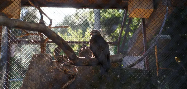 Oiseau Proie Dans Volière Zoo — Photo