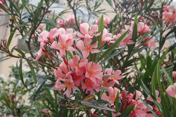 Bright Pink Oleander Flowers Summer Day Natural Wallpaper — Stock Photo, Image