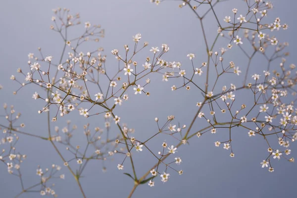 배경에 자이언트 학년의 가지인 꽃무늬 — 스톡 사진
