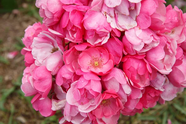 Virágos Tapéta Egy Csomó Rózsaszín Rózsa Odakint — Stock Fotó