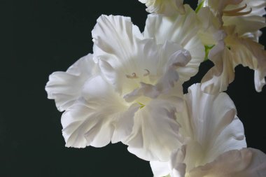 Siyah arkaplanda beyaz gladiolus çiçekleri.
