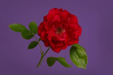 Mor arkaplanda koyu kırmızı gül çiçeği.