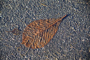 Sarı bir sonbahar kestane yaprağı ıslak asfaltta yatar..