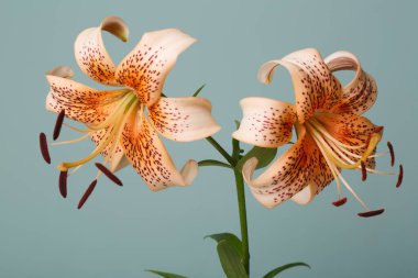 Turkuaz arka planda izole edilmiş turuncu zambak çiçekleri..