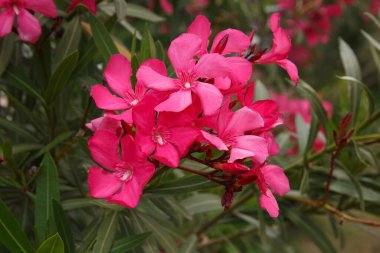 Dışarıdaki parlak pembe zakkum çiçekleri.