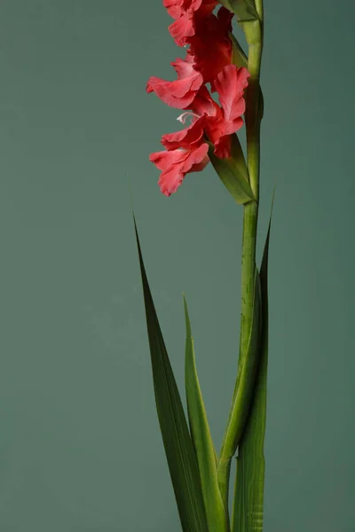 緑色の背景に孤立した赤いグラジオラスの花 — ストック写真