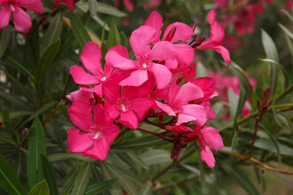 Heldere Roze Oleander Bloemen Buiten — Stockfoto