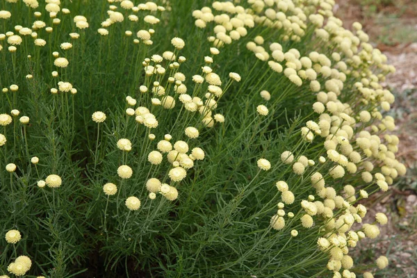 Yellow Flowers Decorative Chamomile — Stock Photo, Image