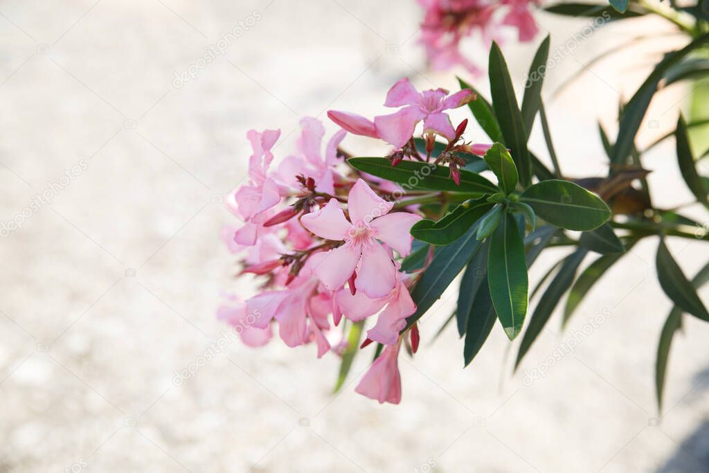 Gentle pink oleander flowers on a summer day, natural wallpaper.