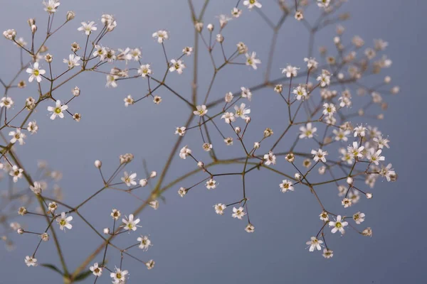 Florale Tapete Zweig Der Weißen Gipsophila Auf Grauem Hintergrund — Stockfoto