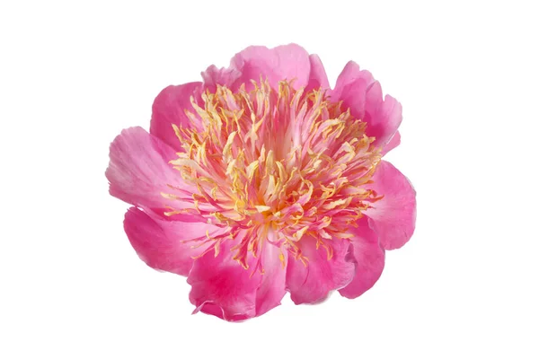Flor Peonía Brillante Con Pétalos Rosados Exuberantes Estambres Anaranjados Aislados —  Fotos de Stock
