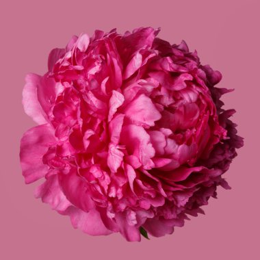 Pembe arka planda izole edilmiş parlak pembe şakayık çiçeği..