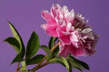 Mor arkaplanda izole edilmiş pembe şakayık çiçeği.