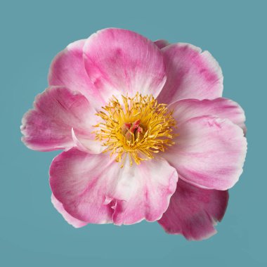 Mavi arka planda sarı merkezli güzel pembe şakayık çiçeği..