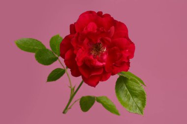 Pembe arka planda yalıtılmış kırmızı bahçe gülü.