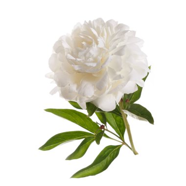 Beyaz arka planda izole beyaz şakayık çiçeği.