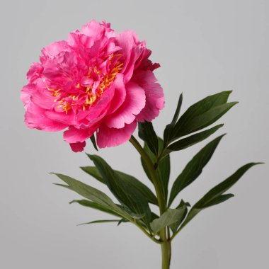 Gri arka planda izole edilmiş parlak pembe şakayık çiçeği..