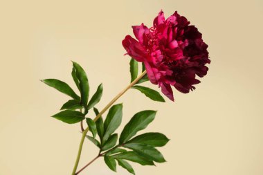 Koyu kırmızı şakayık çiçeği bej arka planda izole edilmiş.