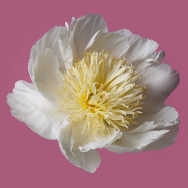 Beyaz taç yapraklı zarif şakayık çiçeği ve pembe arka planda izole edilmiş sarı pudingler..