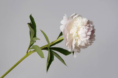 Gri arka planda izole edilmiş güzel narin şakayık çiçeği..