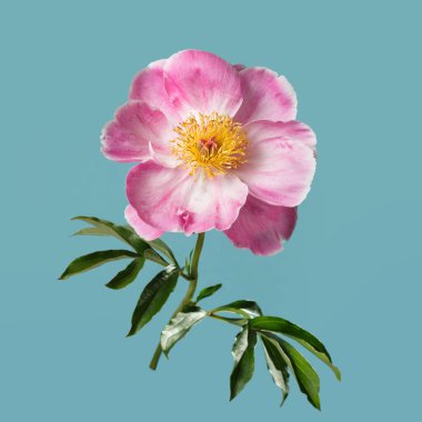 Mavi arka planda sarı merkezli güzel pembe şakayık çiçeği..