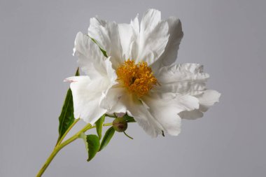 Gri arkaplanda izole edilmiş zarif, beyaz şekilli şakayık çiçeği..