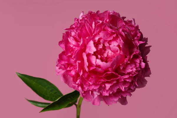 Flor Peonía Rosa Brillante Aislada Sobre Fondo Rosa — Foto de Stock