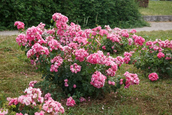 Кущі Троянд Літній День Парку — стокове фото