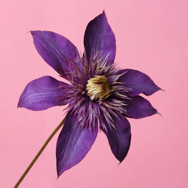 Clematis Violet Foncé Fleur Isolée Sur Fond Rose Image En Vente