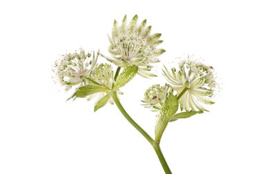 Beyaz çiçeklerin aşılanması Astrantia beyaz arka planda izole edildi.