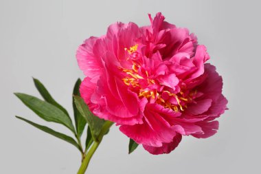 Gri arka planda izole edilmiş parlak pembe şakayık çiçeği..