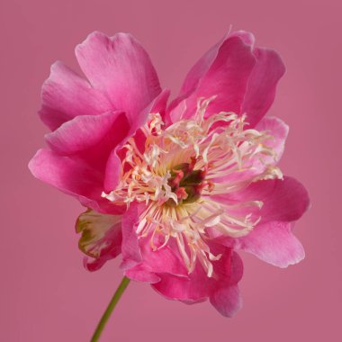 Pembe renkli şakayık pembe arka planda izole edilmiş..