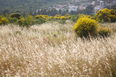 Sabahları çiçek açan bir orman..