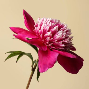 Bej arka planda izole edilmiş zarif kırmızı şakayık çiçeği..