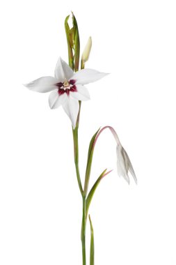 Beyaz arka planda soyutlanmış bordo merkezli zarif beyaz gladiolus çiçeği..