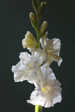 Siyah arkaplanda beyaz gladiolus çiçekleri.