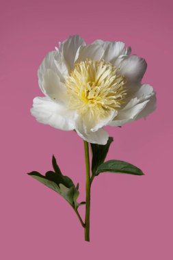 Beyaz taç yapraklı zarif şakayık çiçeği ve pembe arka planda izole edilmiş sarı pudingler..