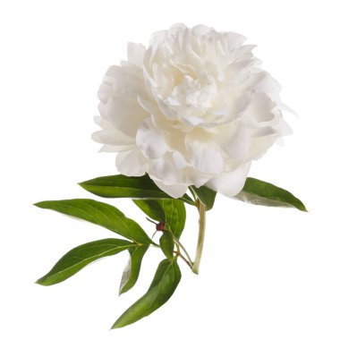 Beyaz arka planda izole beyaz şakayık çiçeği.