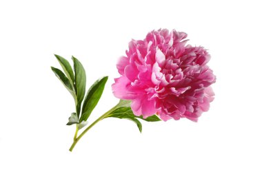 Beyaz arka planda pembe renkli güzel gül şekilli şakayık çiçeği..