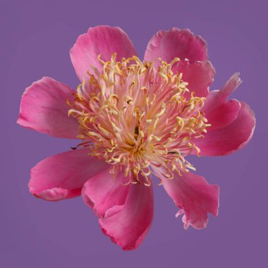 Pembe taç yapraklı parlak şakayık çiçekleri ve mor bir arka planda izole edilmiş turuncu pudingler..